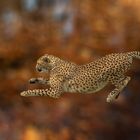 Gepard in Aktion