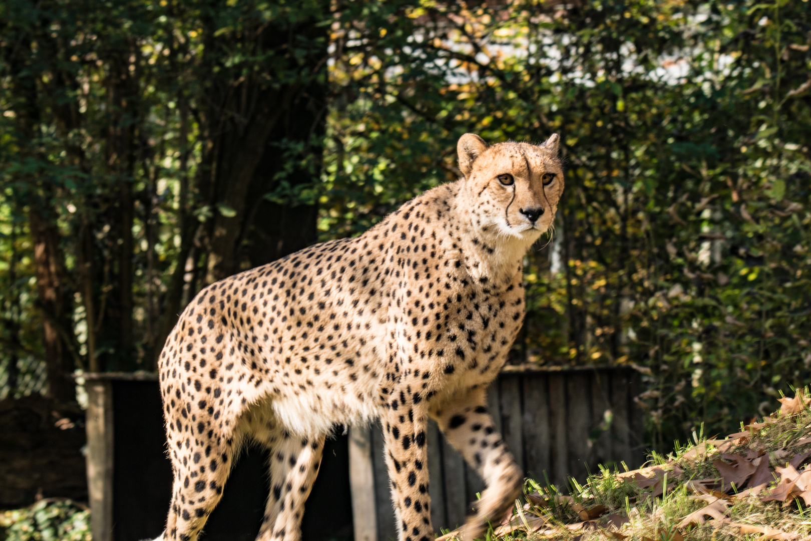 Gepard in Bewegung