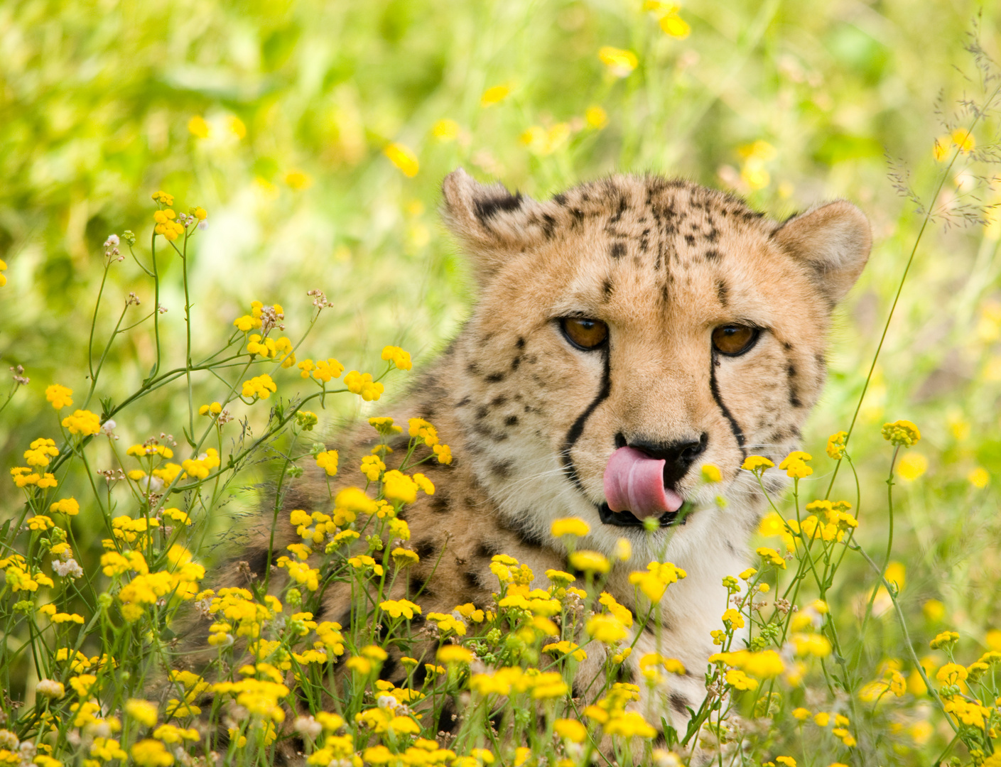 Gepard in Blumenwiese