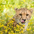 Gepard in Blumenwiese