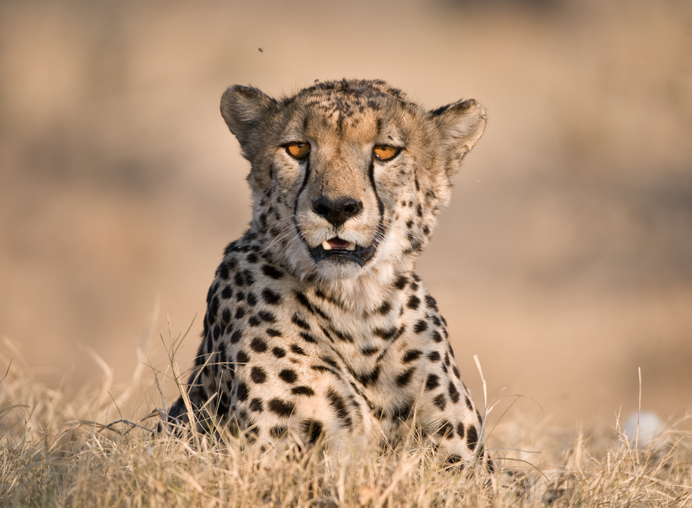 Gepard in der Abendsonne