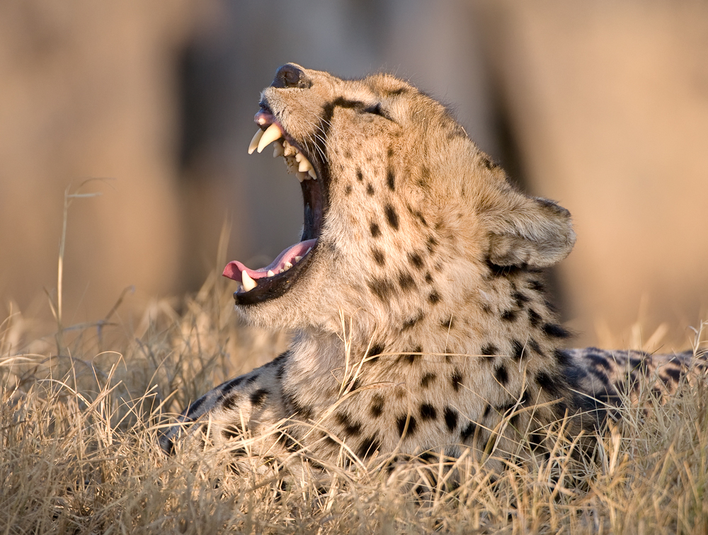 Gepard in der Abendsonne II