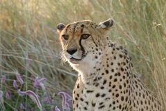 Gepard in der Kalahari