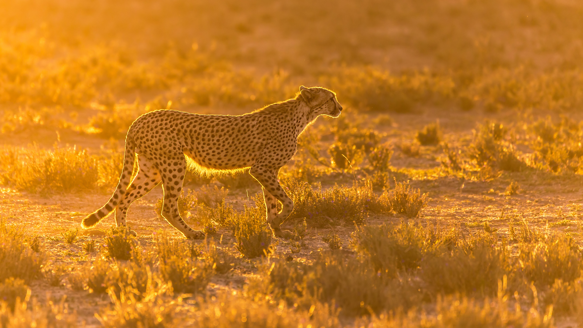 Gepard in der Kalahari