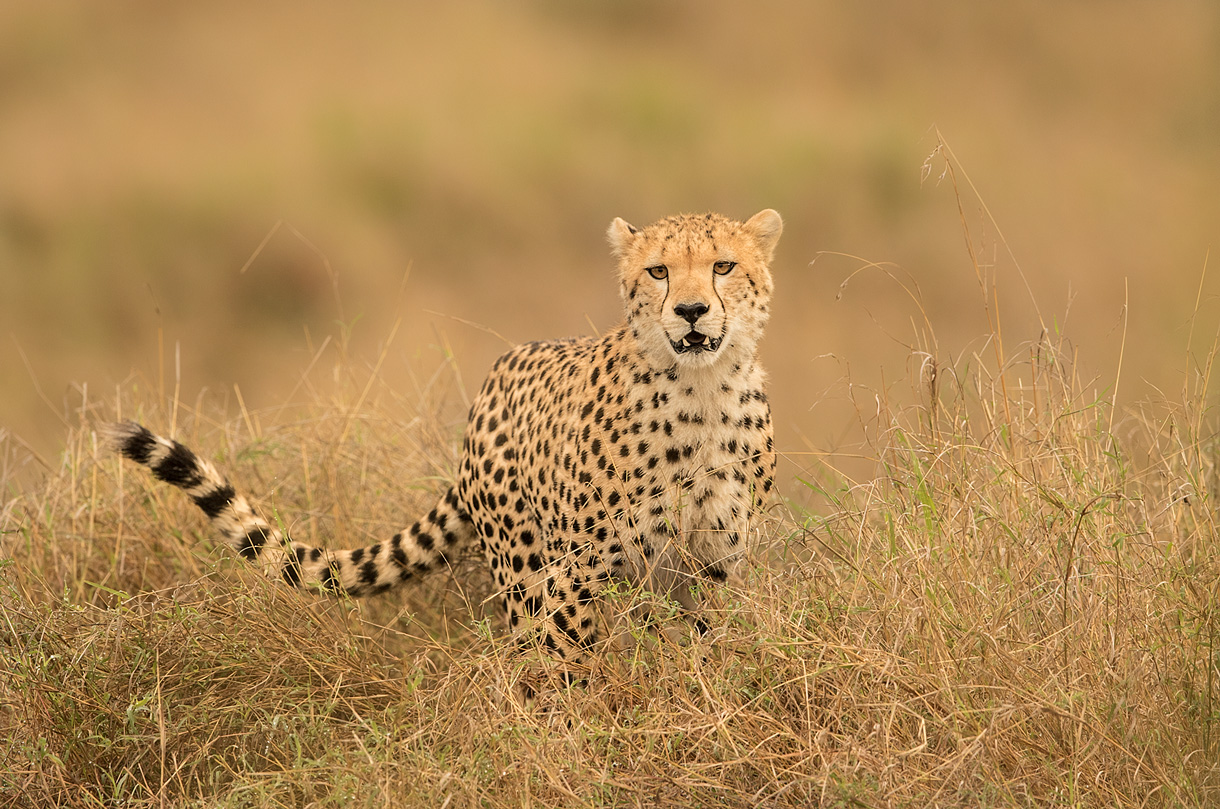 Gepard in der Mara