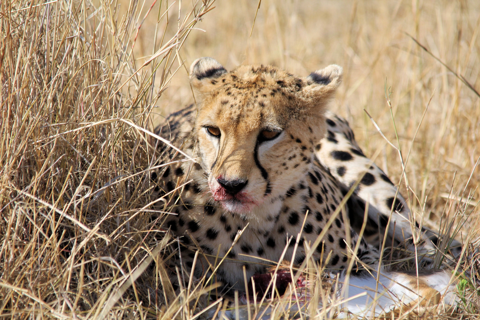 Gepard in der Masai Mara