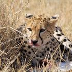 Gepard in der Masai Mara