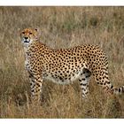 Gepard in der Masai Mara