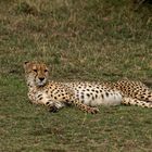 Gepard in der Masai Mara