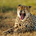 Gepard in der Masai Mara