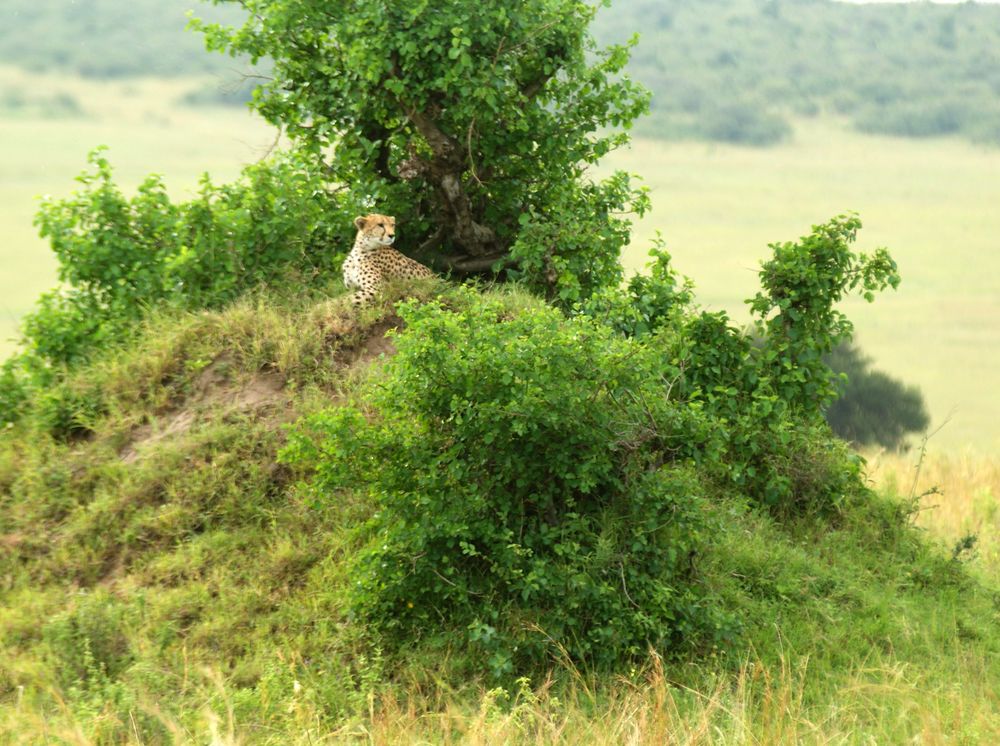 Gepard in der Masai Mara