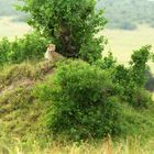 Gepard in der Masai Mara