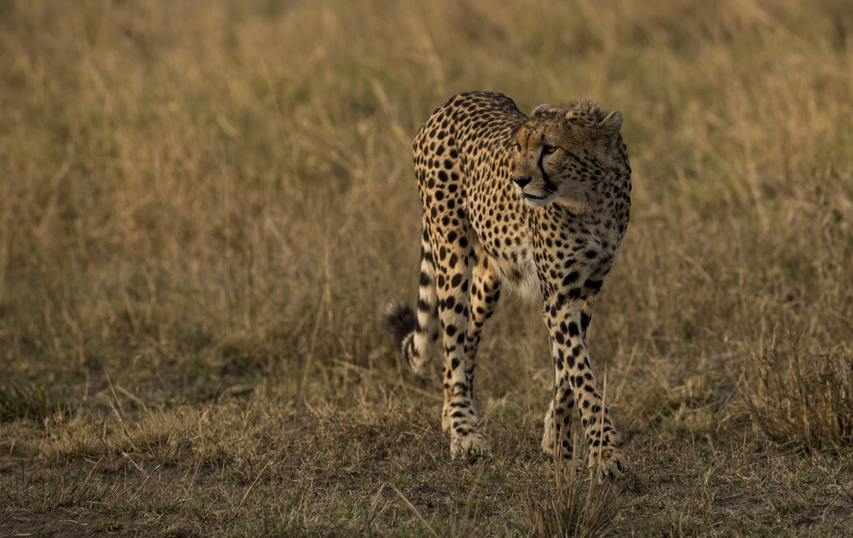 Gepard in der Masai Mara