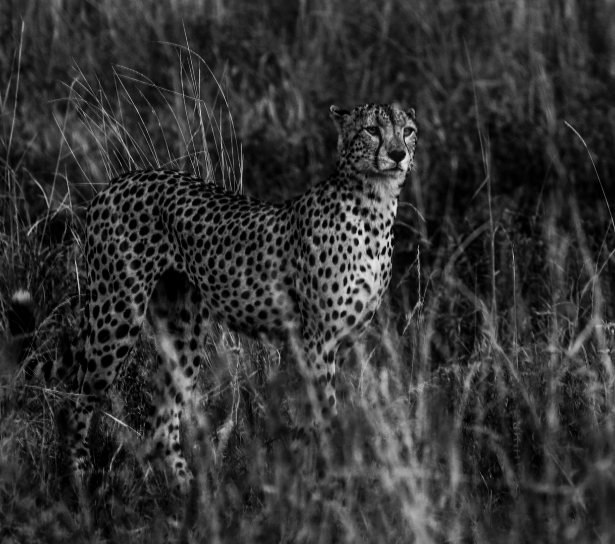 Gepard in der Masai Mara