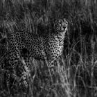 Gepard in der Masai Mara