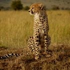 Gepard in der Masai Mara