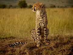 Gepard in der Masai Mara