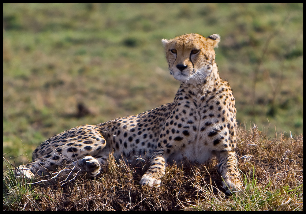 Gepard in der Massai Mara