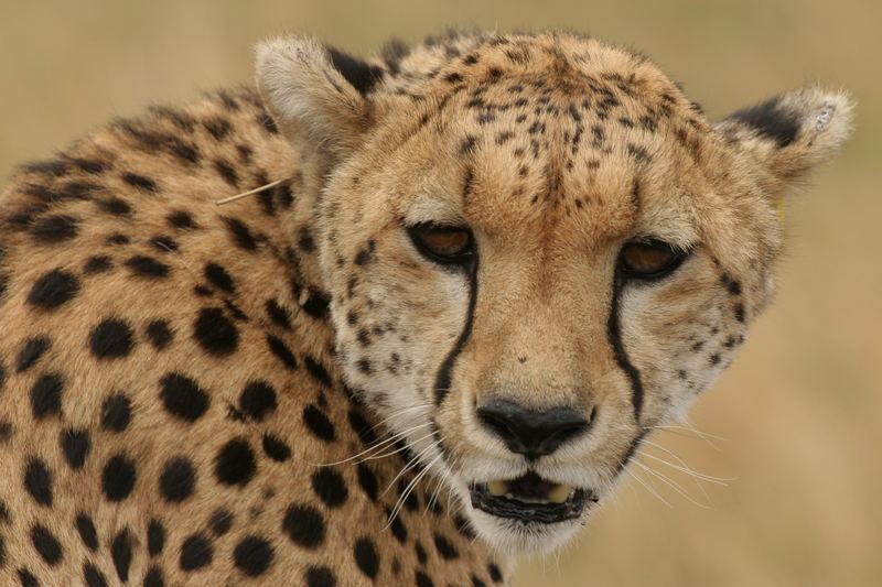 Gepard in der Massai Mara - Kenia