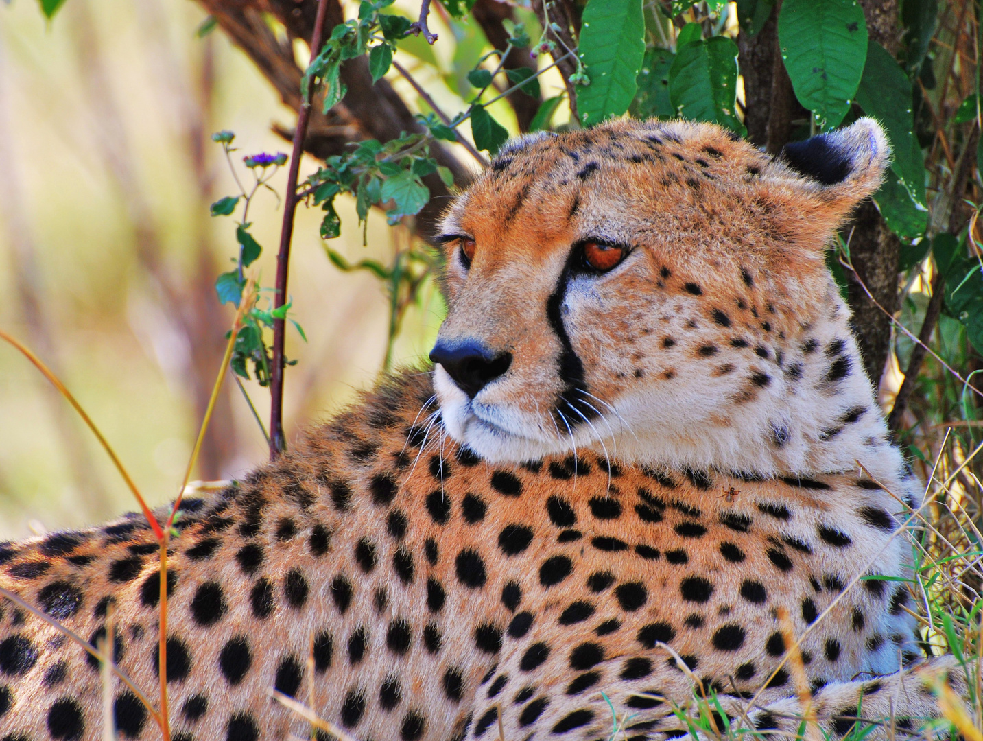 Gepard in der Massaimara Kenia