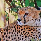 Gepard in der Massaimara Kenia