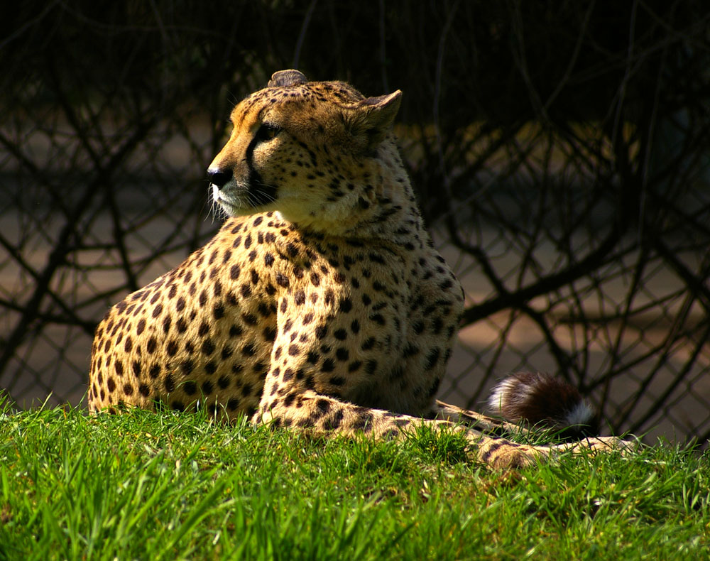 Gepard in der Nachmittagssonne