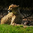 Gepard in der Nachmittagssonne