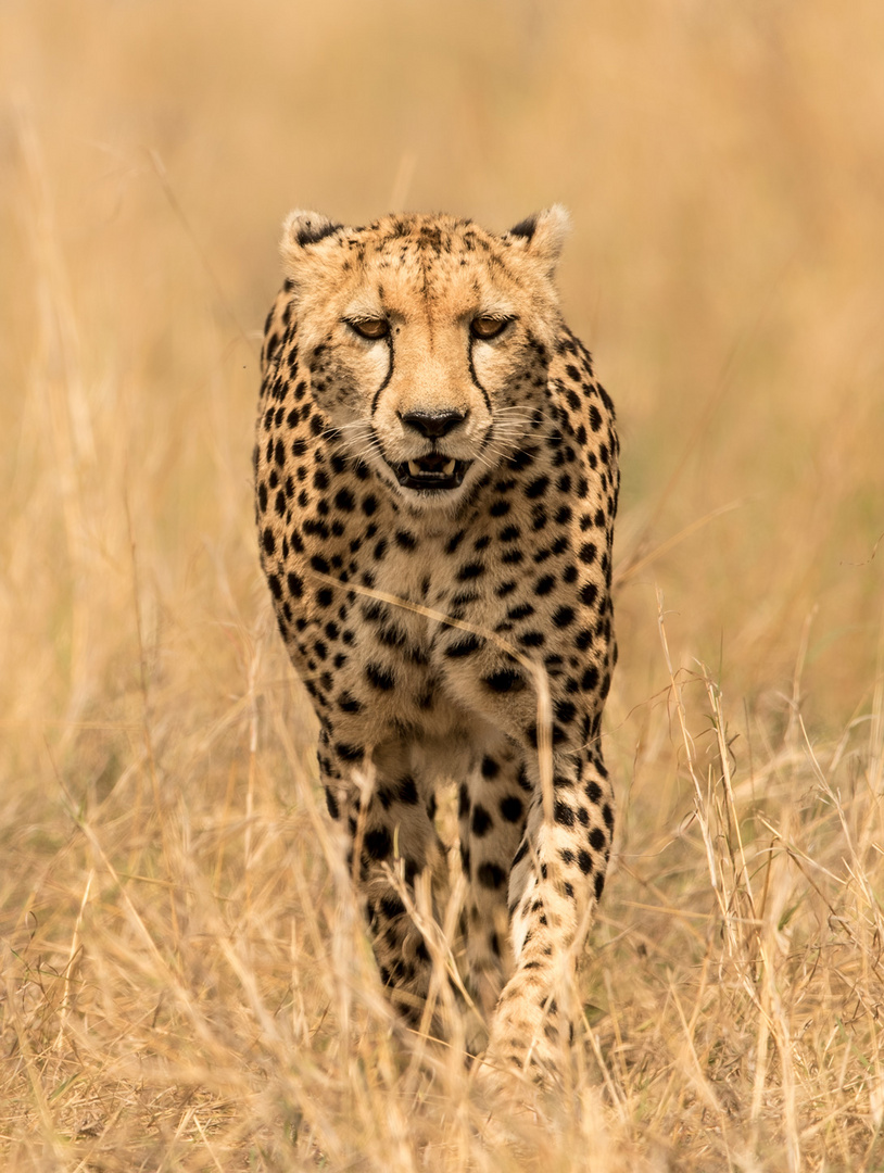 Gepard In Der Savanne Foto & Bild | Tiere, Wildlife, Kenia,fotosafari 5