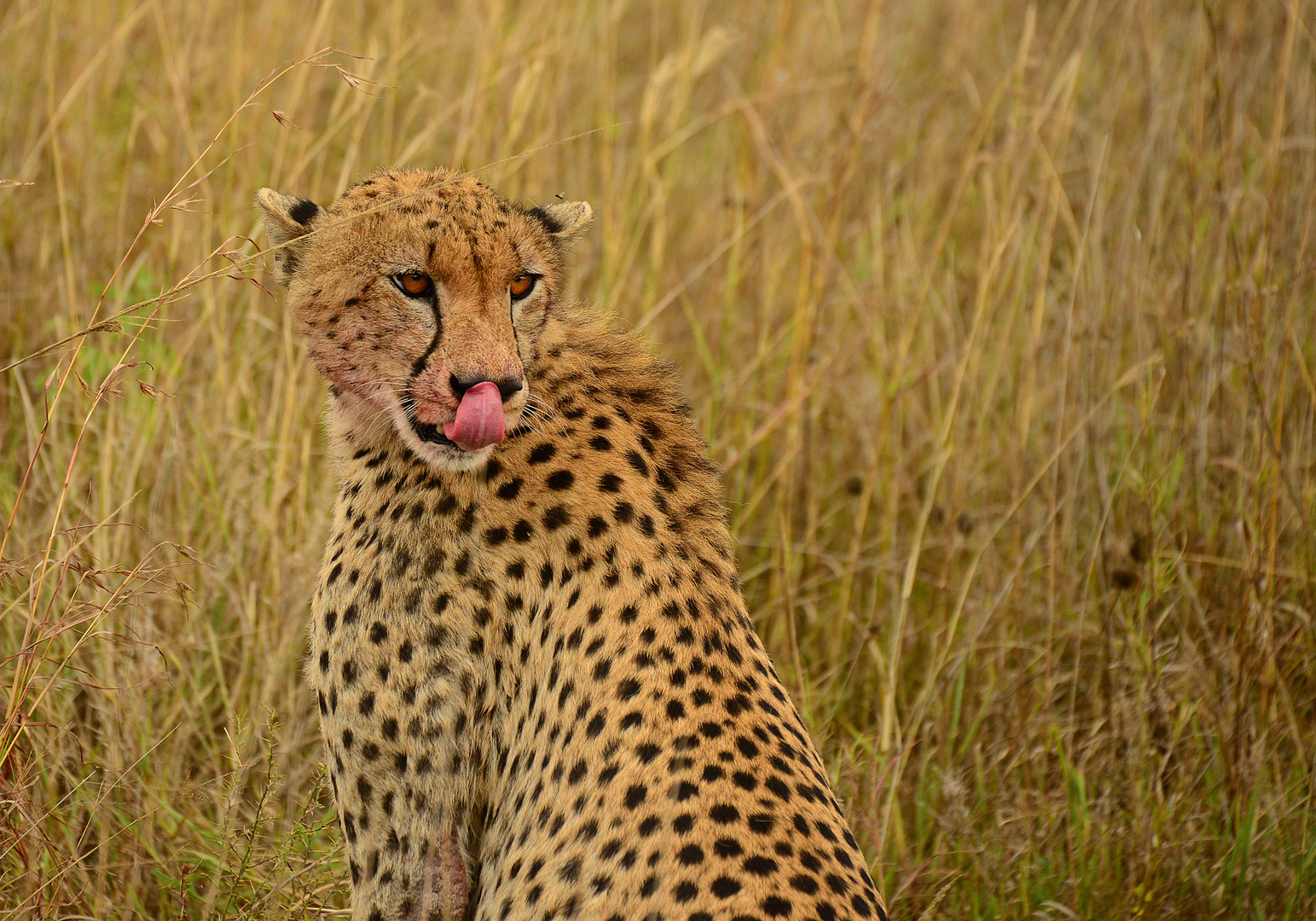 Gepard in der Serengeti