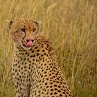 Gepard in der Serengeti