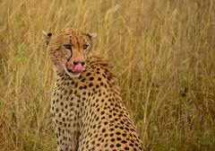 Gepard in der Serengeti