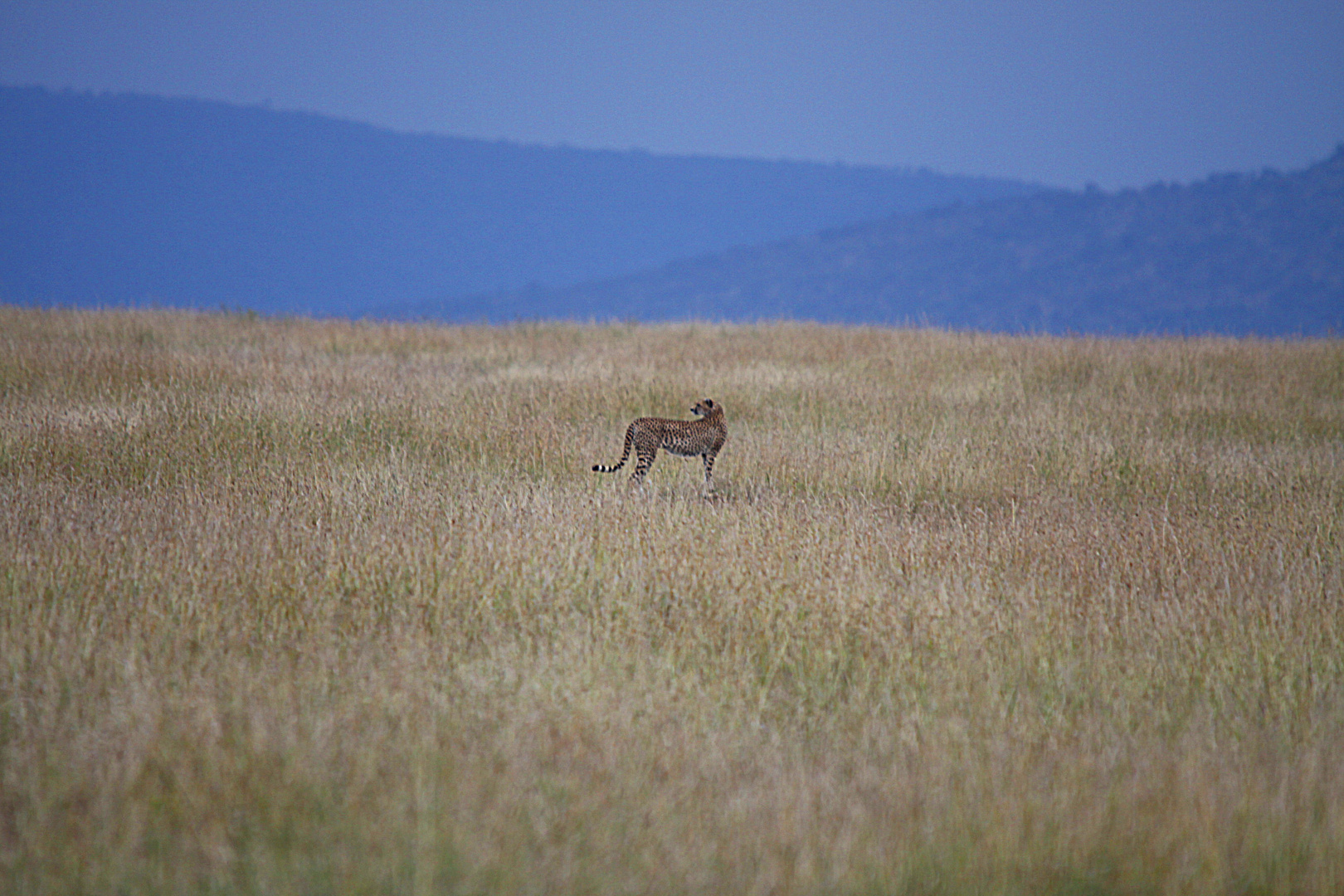 Gepard in der Serengeti