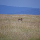 Gepard in der Serengeti