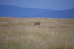 Gepard in der Serengeti