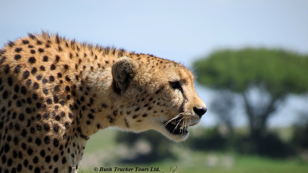 Gepard in der Serengeti