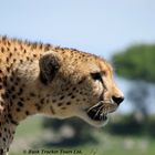 Gepard in der Serengeti