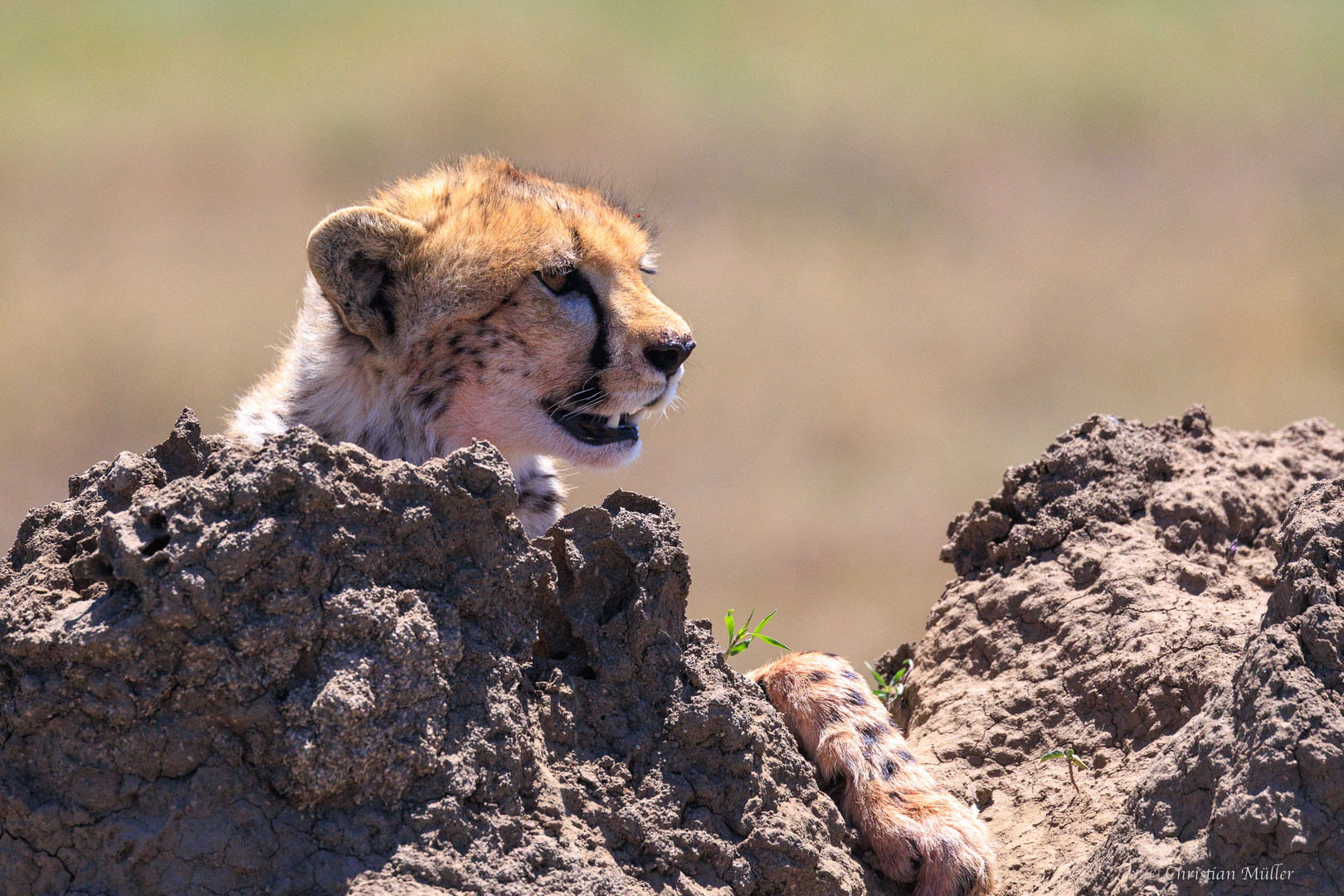 Gepard in der Serengeti