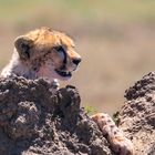 Gepard in der Serengeti