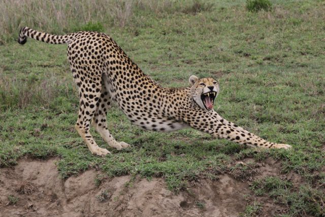 Gepard in der Serengeti