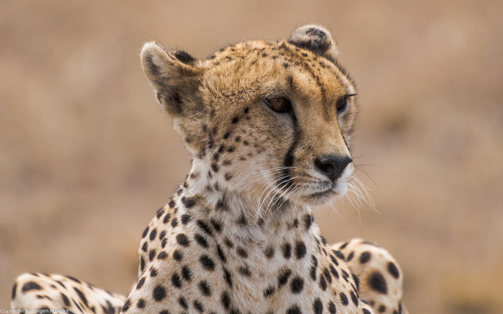 Gepard in der Serengeti