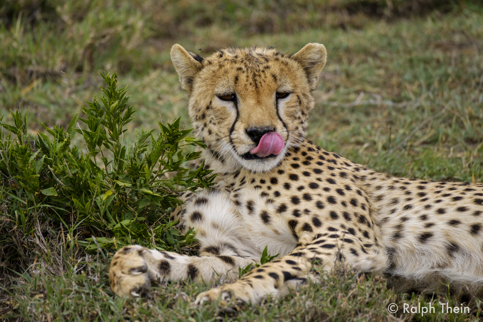 Gepard in der Serengeti