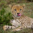 Gepard in der Serengeti