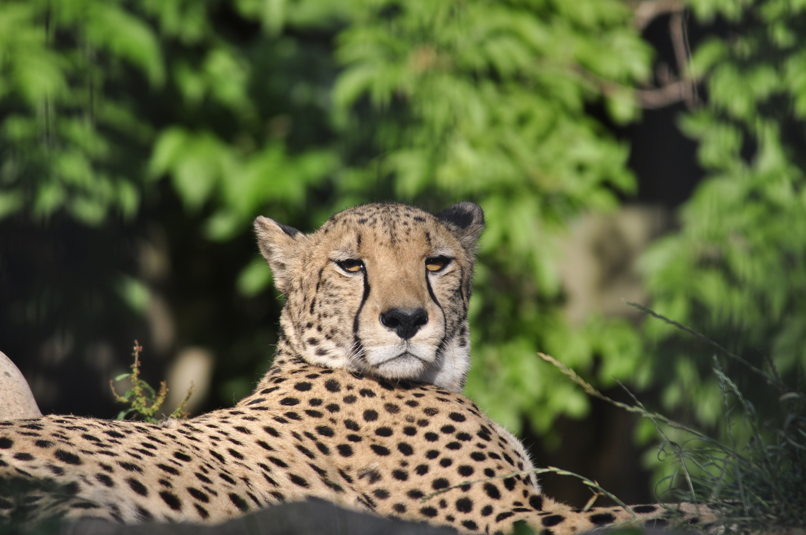 Gepard in der Sonne