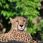 Gepard in der Sonne