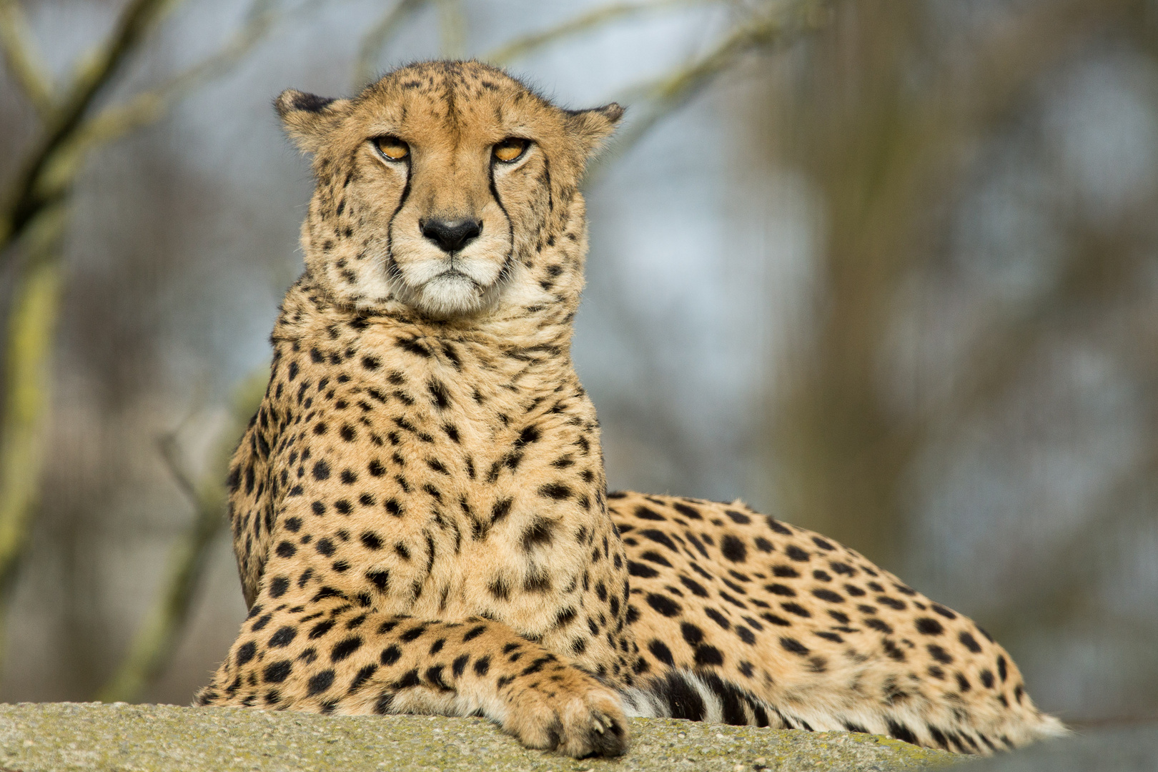 Gepard in der Sonne