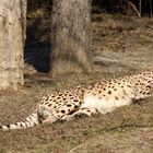 Gepard in der Sonne