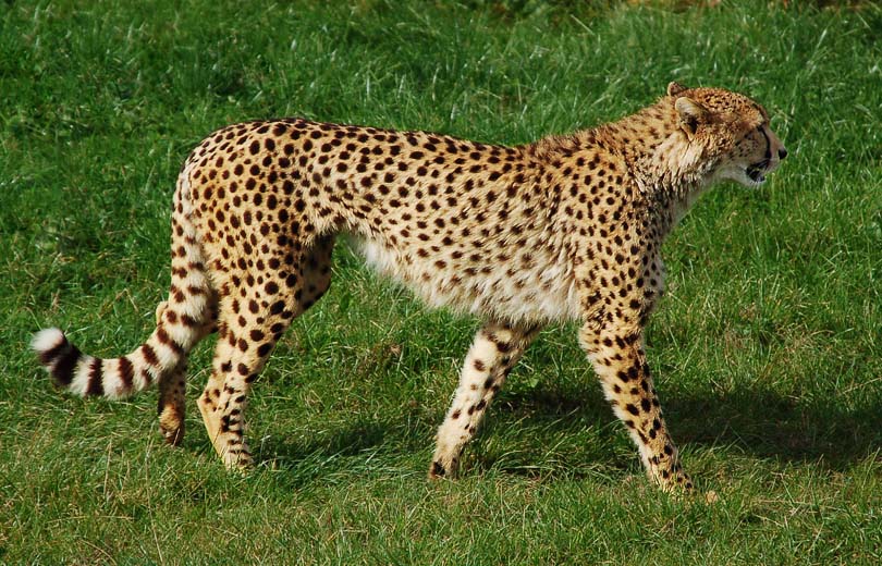 Gepard in Herberstein