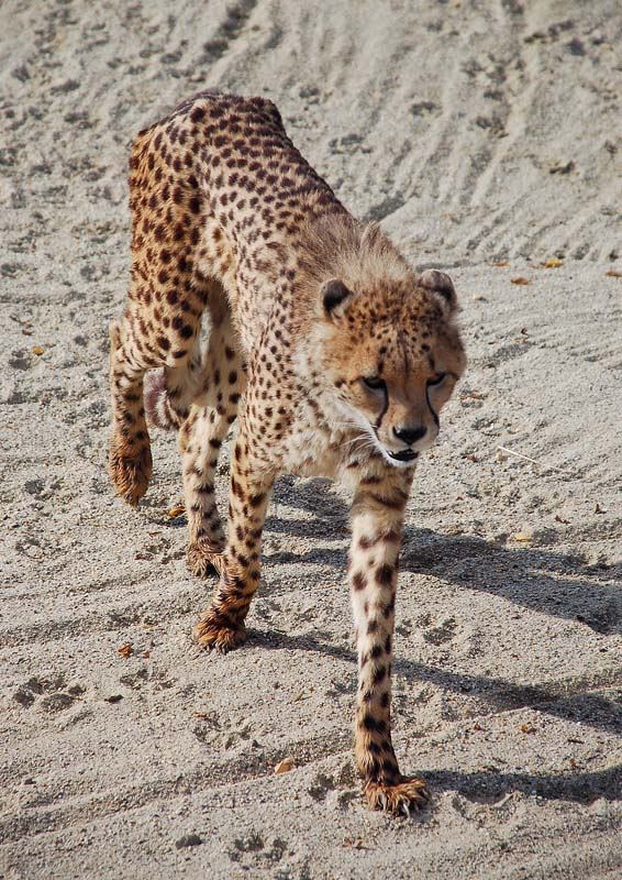 Gepard in Herberstein II