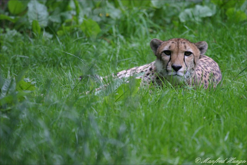 Gepard in Lauerstellung