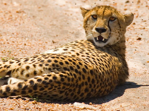 Gepard in Masai Mara